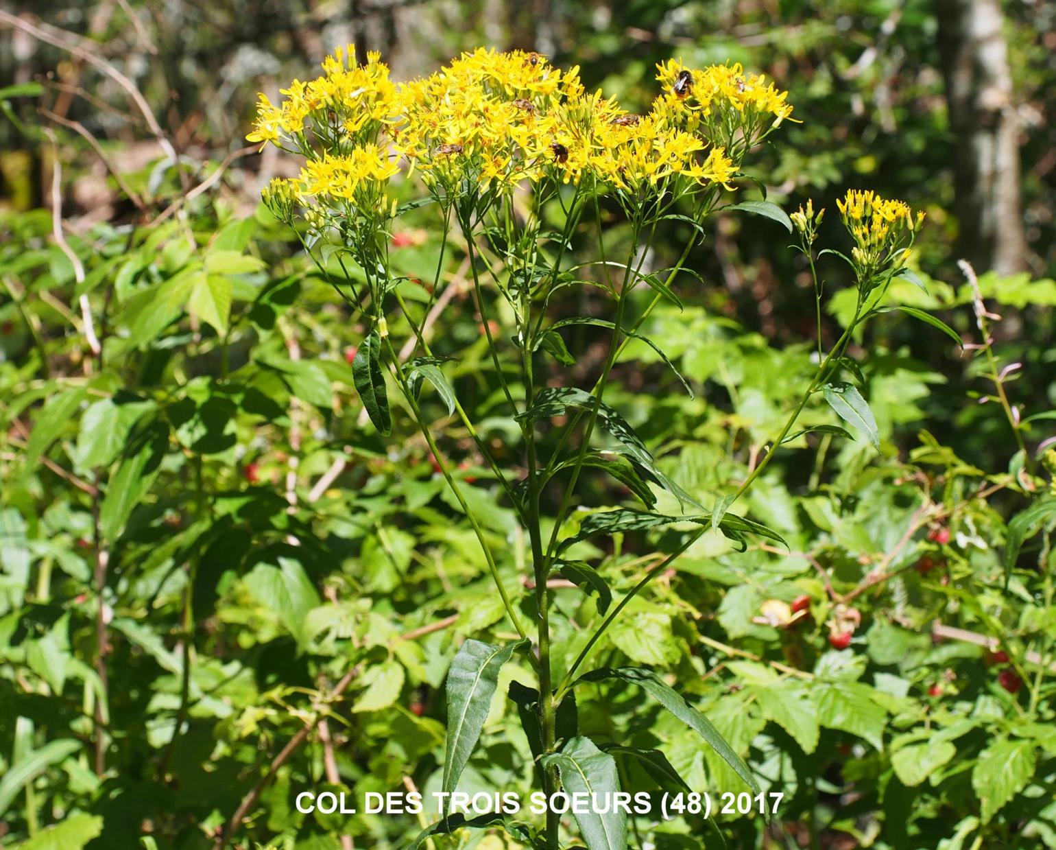 Ragwort, of Fuchs